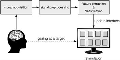 Spatiotemporal Beamforming: A Transparent and Unified Decoding Approach to Synchronous Visual Brain-Computer Interfacing